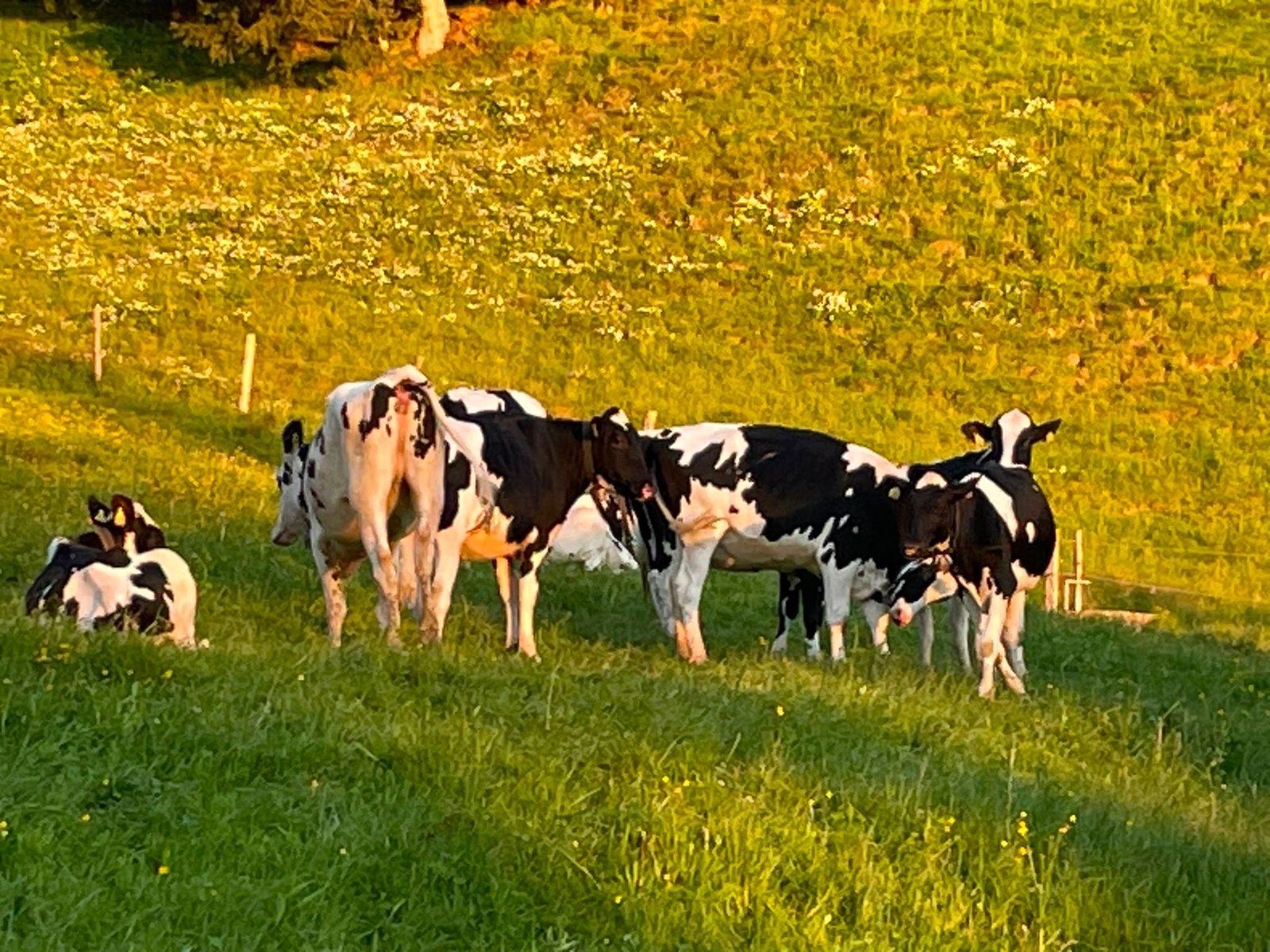 Milchkühe auf der Weide