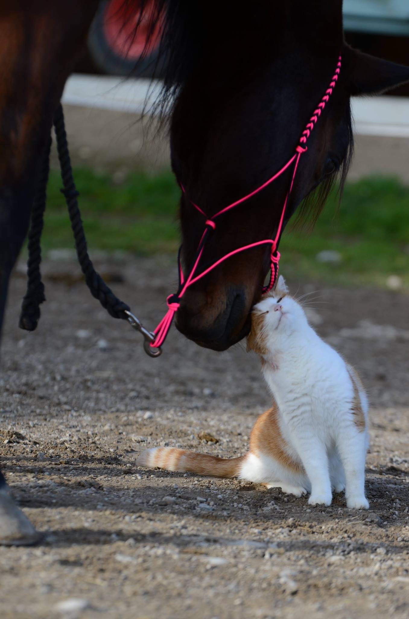 Kubayshan mit Katze