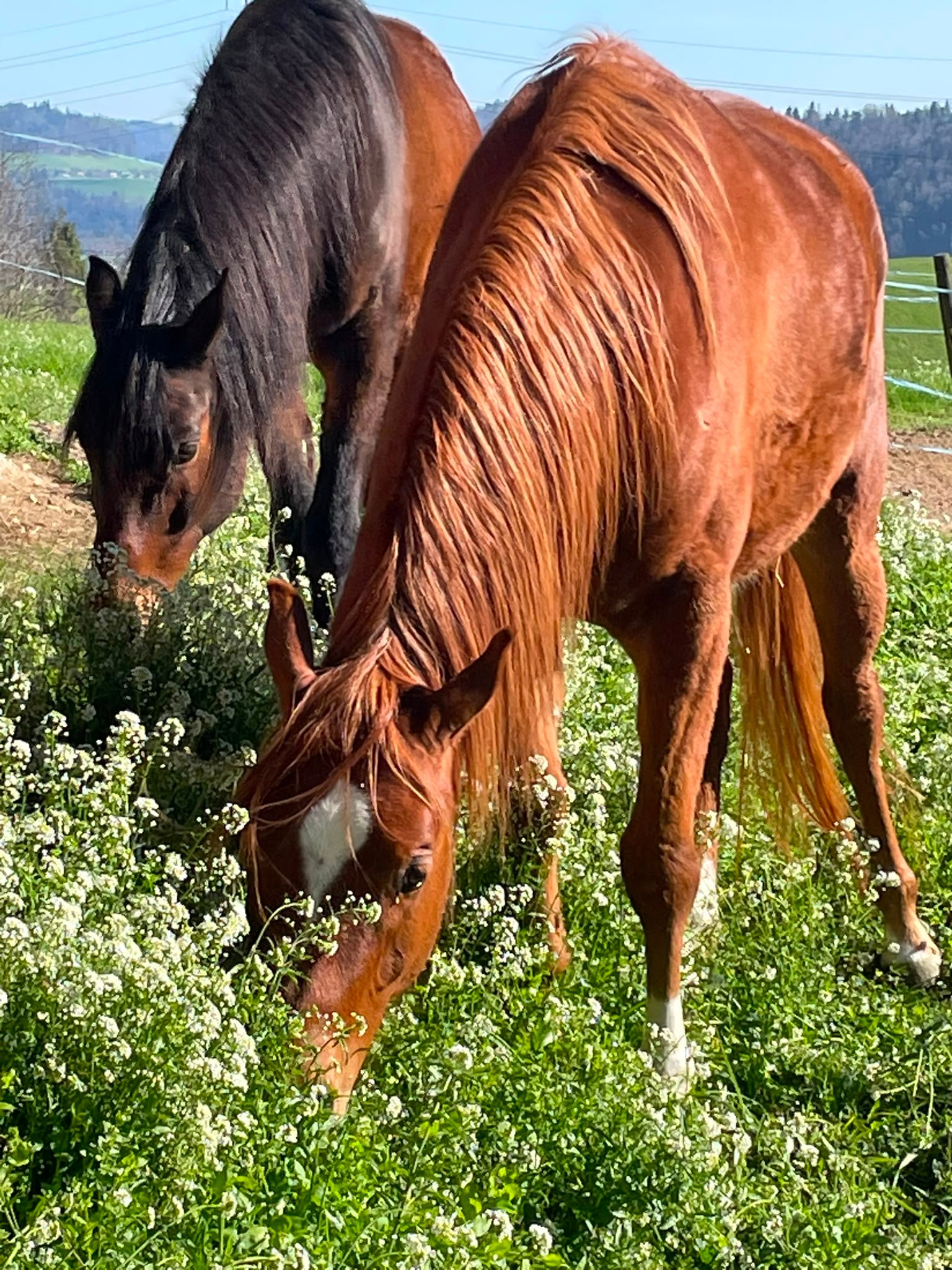 Kubayshan und Diar in den Blumen