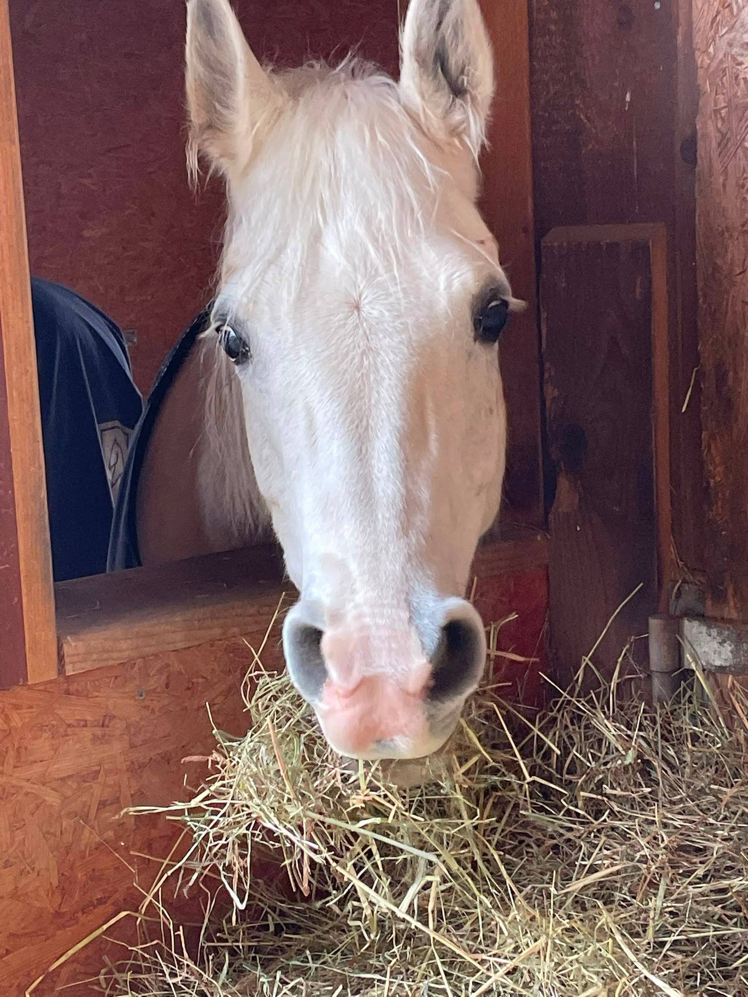 Azida im Stall