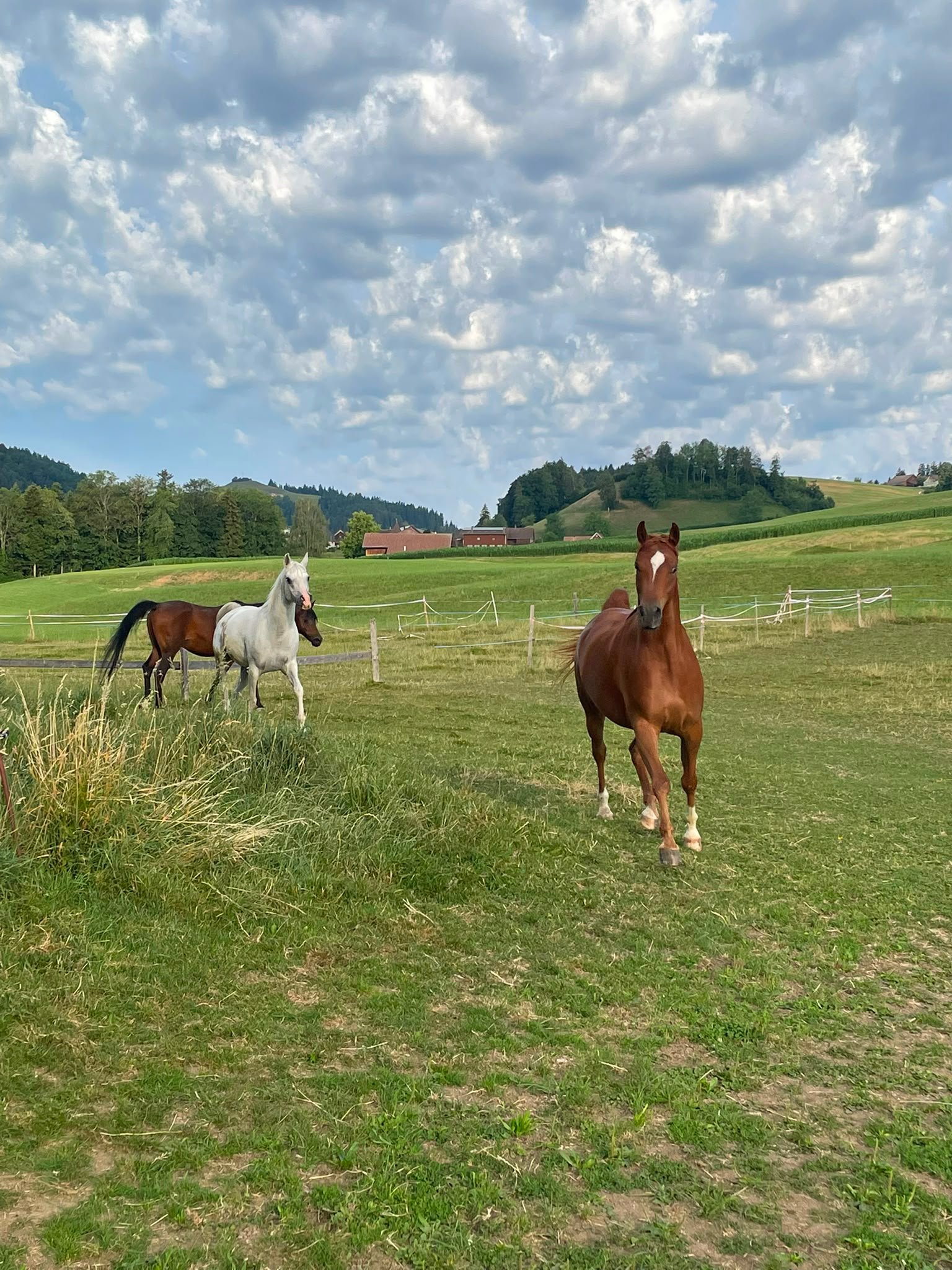 Drei Araber auf der Weide